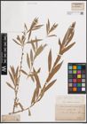 Foto von Salix elbursensis Boiss.